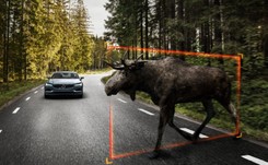 Nowe ogrodzenie autostrady A1 ochroni przed łosiami? Kierowca nie przeżył zderzenia ze zwierzęciem