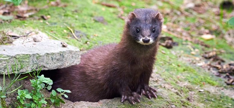 Mustela lutreola – rodzimy gatunek, który pilnie wymaga ochrony