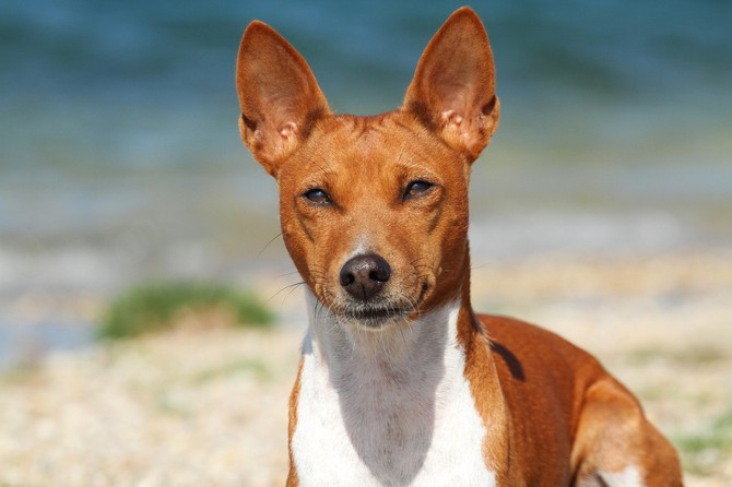 Basenji