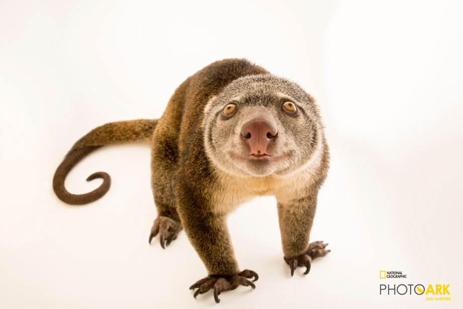 Joel Sartore ze swoim aparatem odwiedził do tej pory ponad 40 krajów i sfotografował przedstawicieli ponad 7 000 gatunków zwierząt.