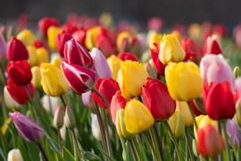 MOĆNI RASTVOR ZA LALE iz domaće radinosti: SUPER TRIK iskusnih baštovana obećava da će prolećne lepotice rasti kao iz vode