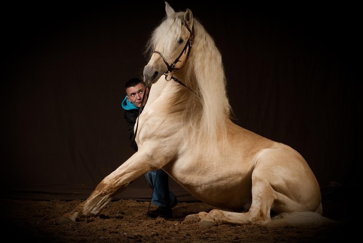 Warszawa. Viento, koń rasy Crusado, oraz trener Jan Olechowski przygotowują się do udziału w zawodach w kategorii Ujeżdżanie. Fotografia Piotra Sadurskiego z 