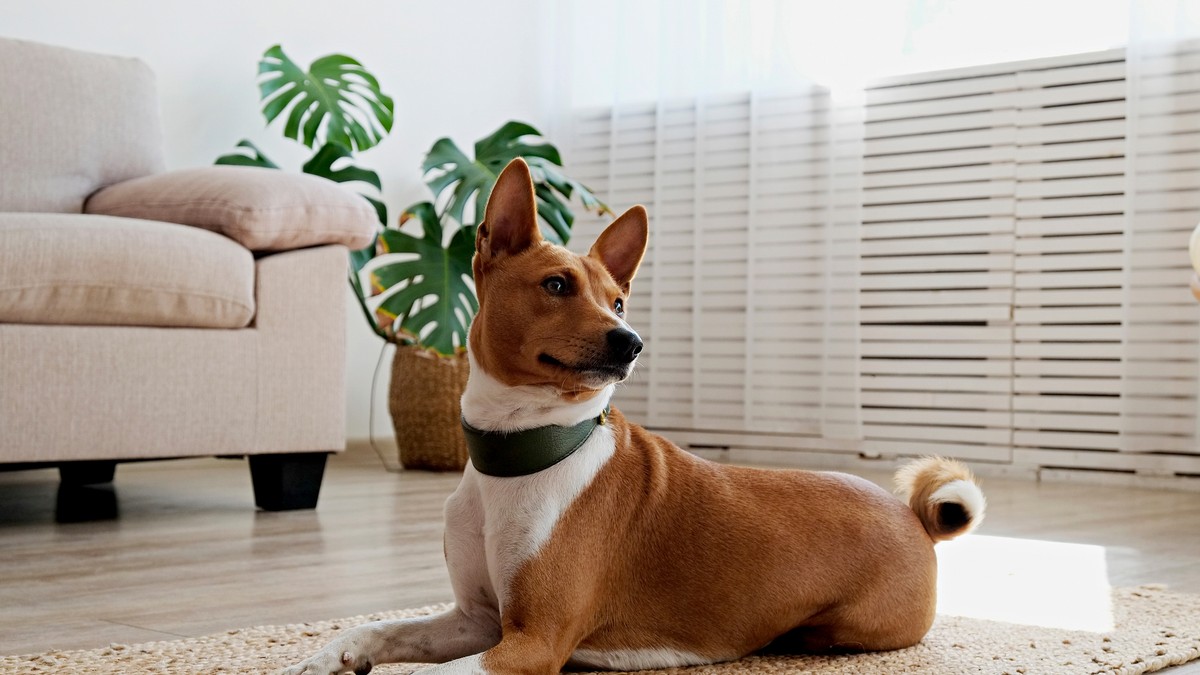 7 rasa pasa najboljih za stan