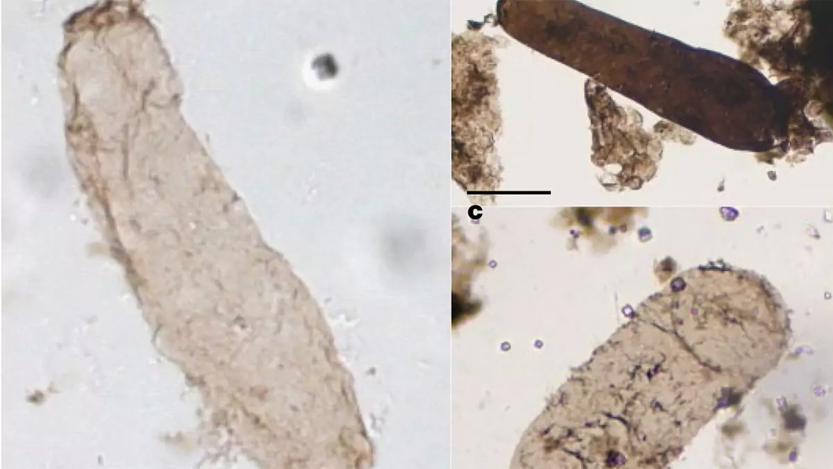 Tylakoidy odkryte w mikroskamieniałościach Navifusa majensis