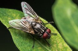 Zamienia muchy w zombie. Tajemniczy pasożyt przejmuje kontrolę nad umysłami owadów