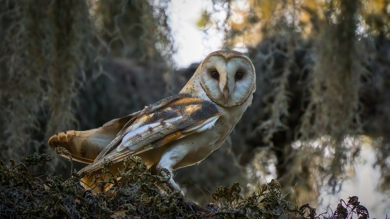 Odhaľte s nami tajomstvá vtáčej ríše.