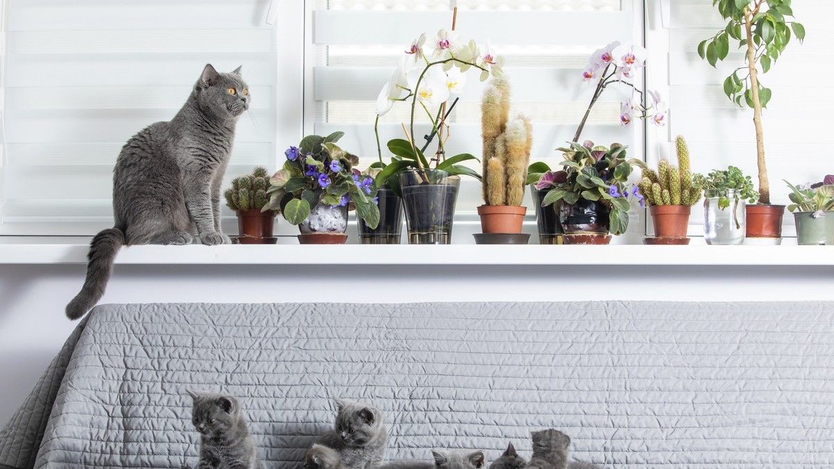 Mačke izazvale požar