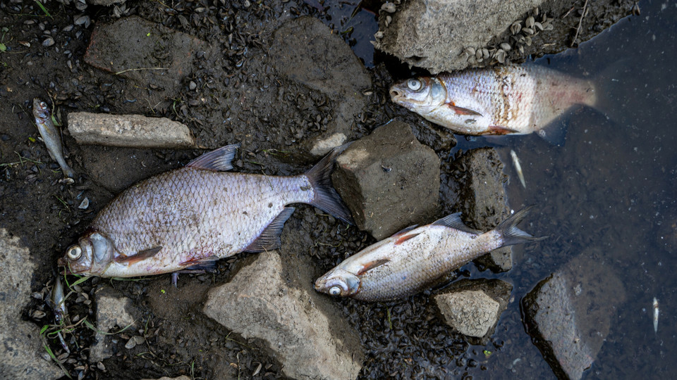Katastrofa Ekologiczna. Śnięte ryby w Odrze