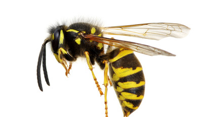 Tények és tévhitek: ezt kell valójában tudni a rovarcsípés-allergiáról