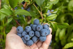 Podsyp borówki tą mieszanką w październiku, a owoce będą duże i słodkie jak nigdy dotąd! Domowy nawóz do borówek
