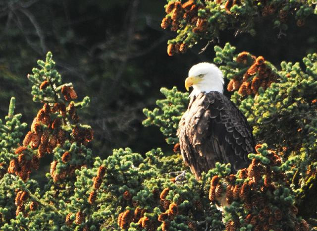 Galeria USA - Park Narodowy Zatoki Lodowców, obrazek 37