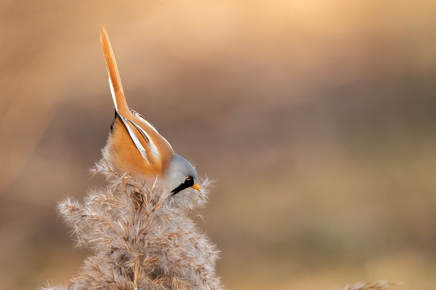 Wąsatka (Panurus biarmicus) 