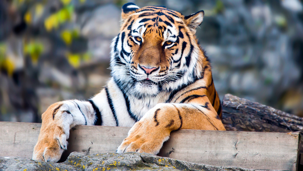 Na karę miesiąca bezwzględnego więzienia skazał dziś poznański sąd rejonowy Bartosza B. Sąd uznał, że w maju ub. roku mężczyzna dręczył tygrysa w Nowym Zoo w Poznaniu. Obrona zapowiada apelację od wyroku, który nie jest prawomocny.