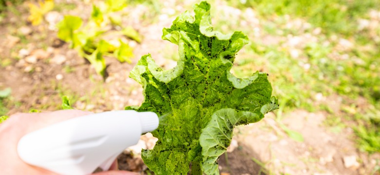 Ten naturalny składnik pomoże pozbyć się mszyc. Roztwór zrobisz samodzielnie