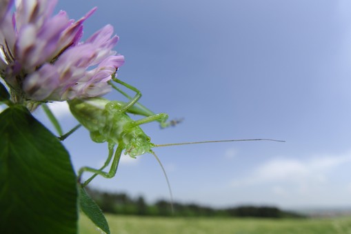 SPECKLED BUSH CRICKET