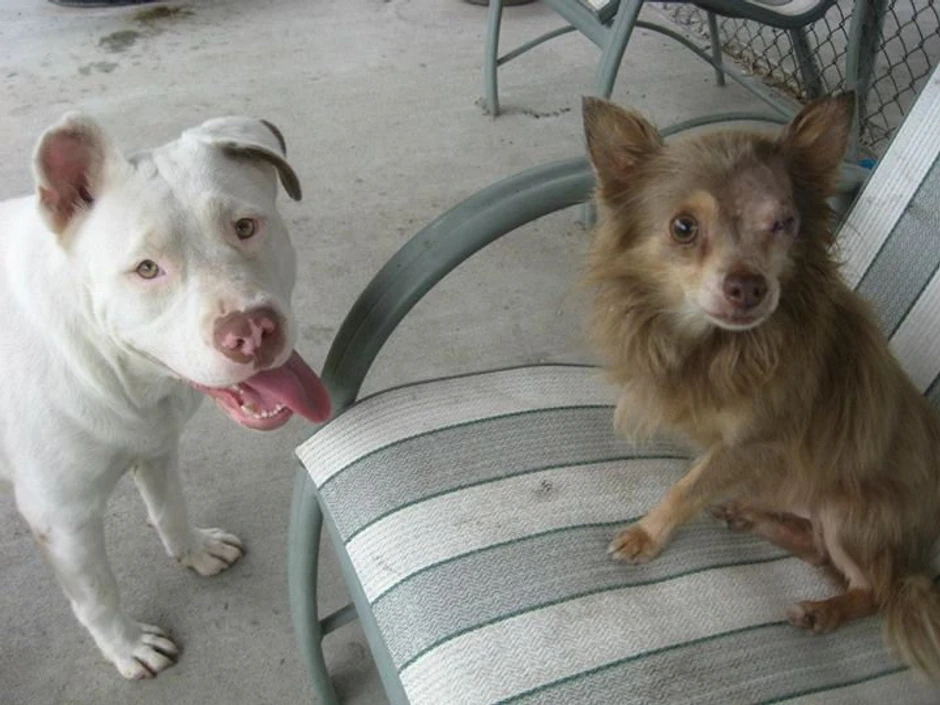 Džoani se ne odvaja od Čačija koji se oporavlja od operacije oka