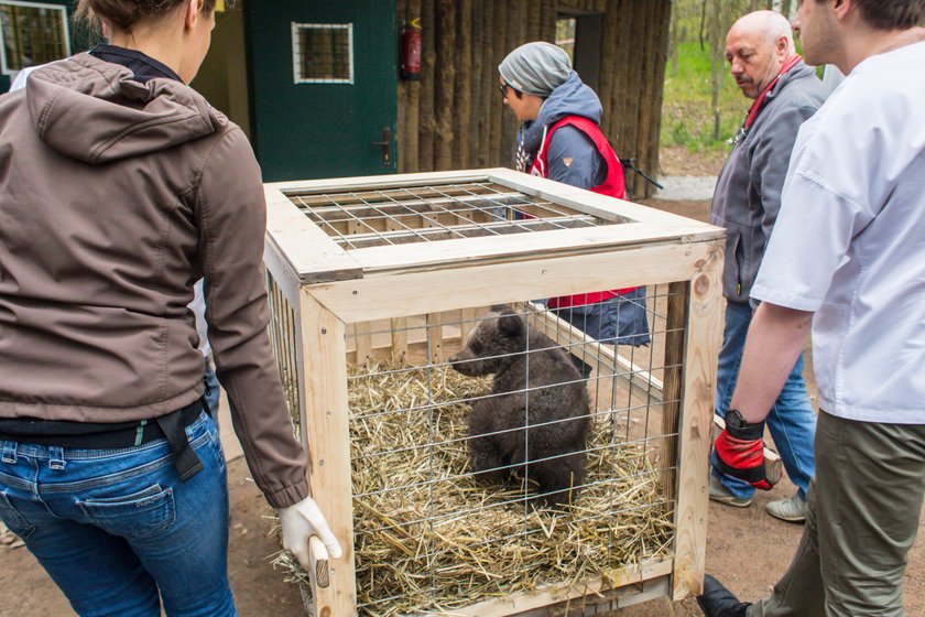 Niedźwiedzica Cisna zamieszkała w poznańskim Zoo