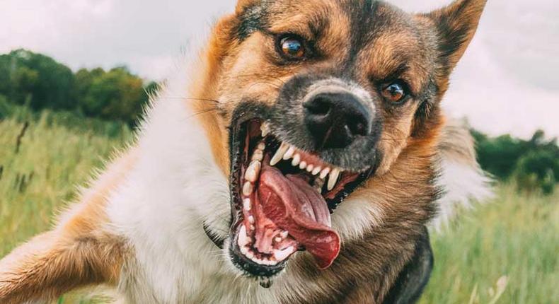 Dogs are natural predators, and their instincts kick in when they see something move quickly.