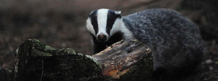 Jazavci su čuveni kopači u svetu životinja