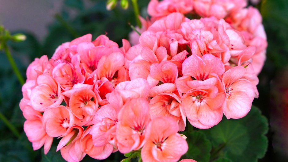 Pelargonie należy odpowiednio zabezpieczyć na zimę - matthiasboeckel/pixabay.com