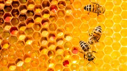 czy pszczoły tańczą lepiej, gdy ktoś patrzy? nowe badania rzucają świa