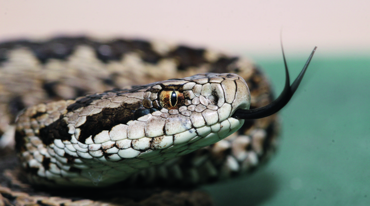 Ez a kígyófajta hazánk legmérgesebb hüllője, ennek ellenére egy embert sem ölt meg, amióta 123 éve felfedezték