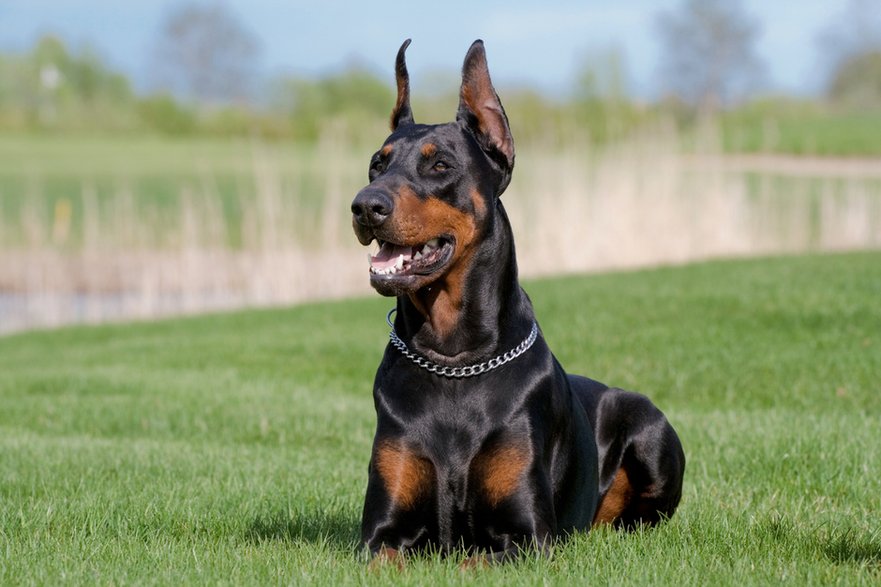 Doberman