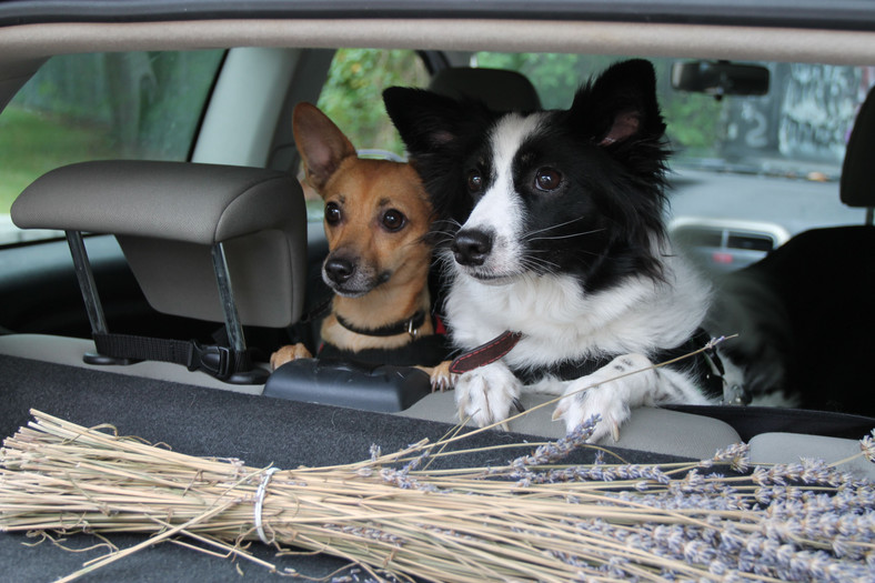 Czy małe psy można przewozić bezpiecznie autem?