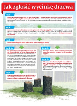 Koniec Lex Szyszko: Jak zgłosić wycinkę drzewa