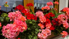 Królowa polskich balkonów i ogrodów. Zastosuj teraz tę metodę, a nie poznasz swoich kwiatów