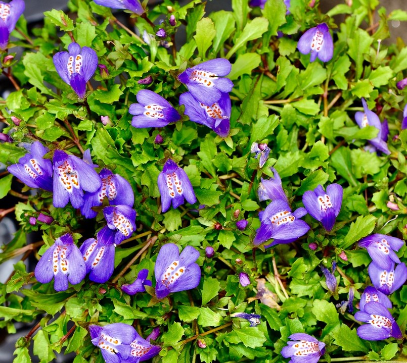 Mazus płożący niebieski - Purple