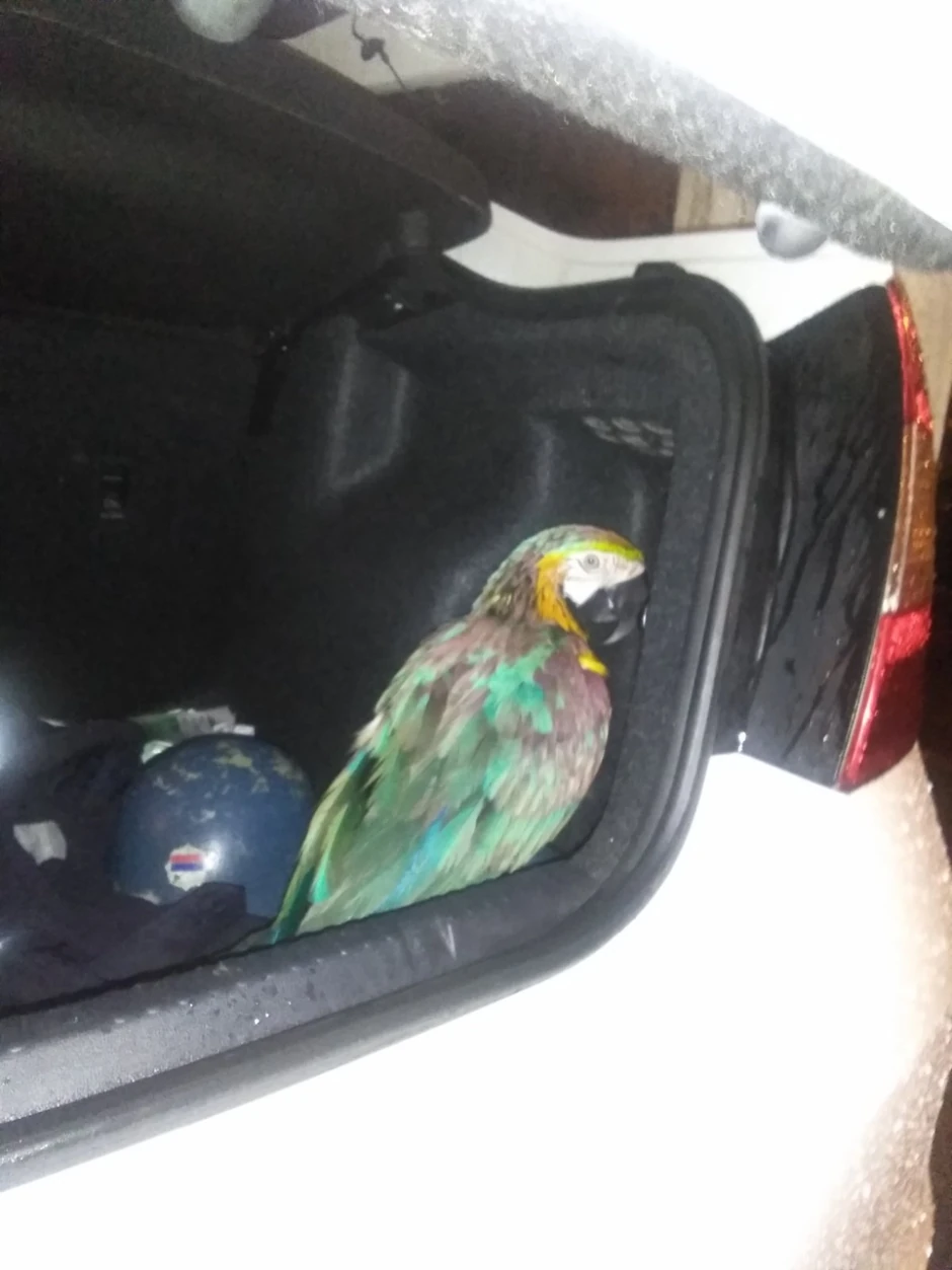 Papagaj je pronađen u Maksima Gorkog