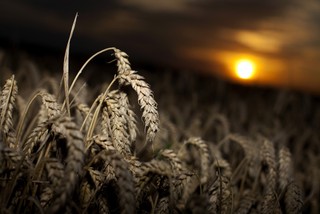 Ceny pszenicy w tym roku będą najwyższe od 20 lat ze względu na wojnę