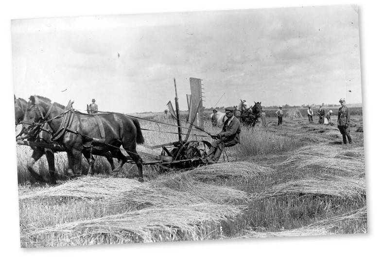 Żniwa w majątku hrabiego Remigiusza Grocholskiego, 1924 r.