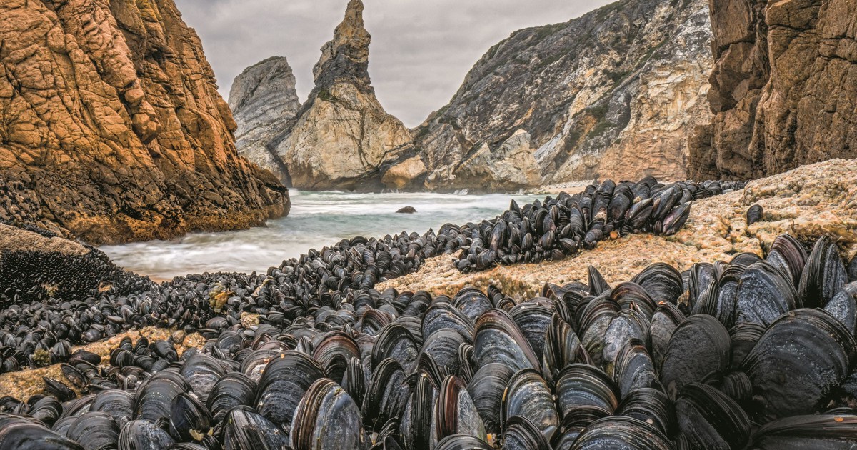 Te małże skupiają się w grupy. Tak łatwiej przeciwstawić im się falom