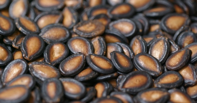 Semenke lubenice