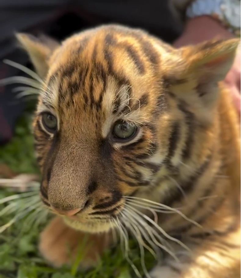 Presladak tigrić stigao je u Zoo Vrt Jagodina