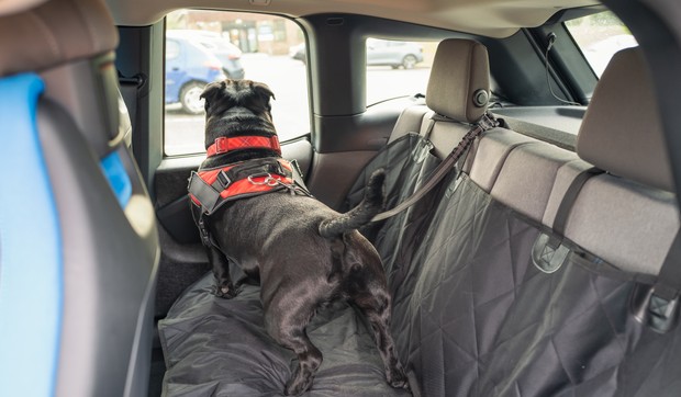 Automobil kućni ljubimci, ilustracija