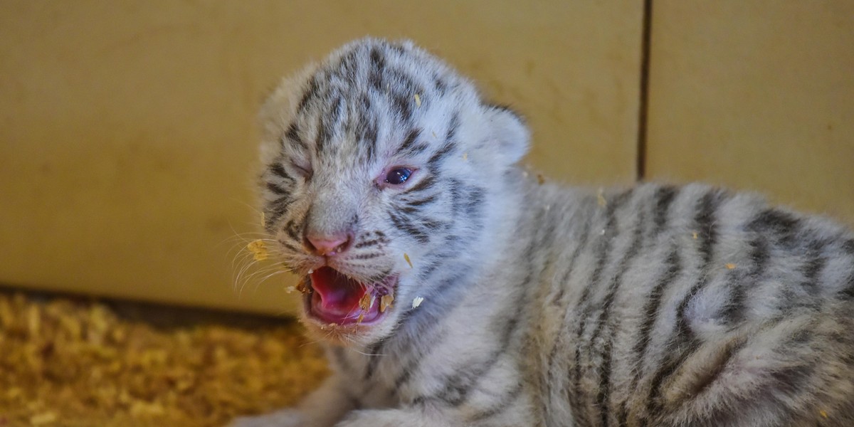 Białe tygryski bengalskie przyszły na świat w zoosafari w Borysewie 