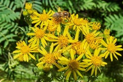 Ta maść zadba o pięty i pomoże z rozstępami. W aptece kosztuje tylko kilkanaście zł