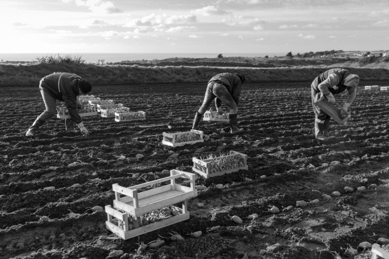 Potato Photographer of the Year