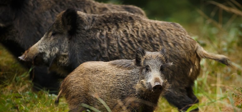 Większy odstrzał dzików nie zatrzymuje afrykańskiego pomoru świń