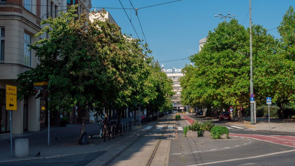 Miasto zapewnia, że zostanie wybrany najlepszy dla drzew projekt fot. UMP