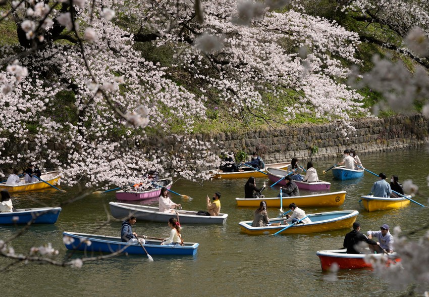 Cvat trešanja u Tokiju