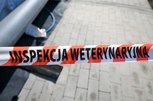 Zaraźliwa i niebezpieczna choroba u kolejnych sąsiadów Polski. Resort rolnictwa zwołuje sztab kryzysowy