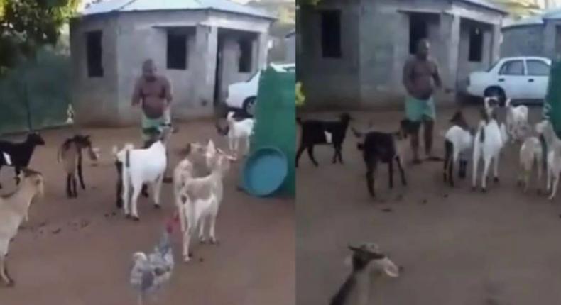 Man holds meeting with his unhappy goats to beg for their understanding