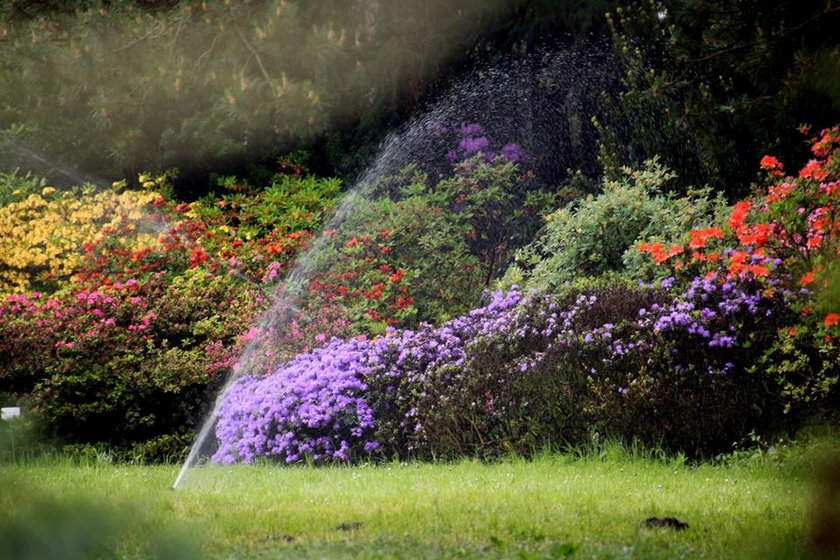 Arboretum Kórnickie zakwitło