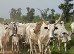 Ogun speaker says implementing anti-open grazing law will protect motorists