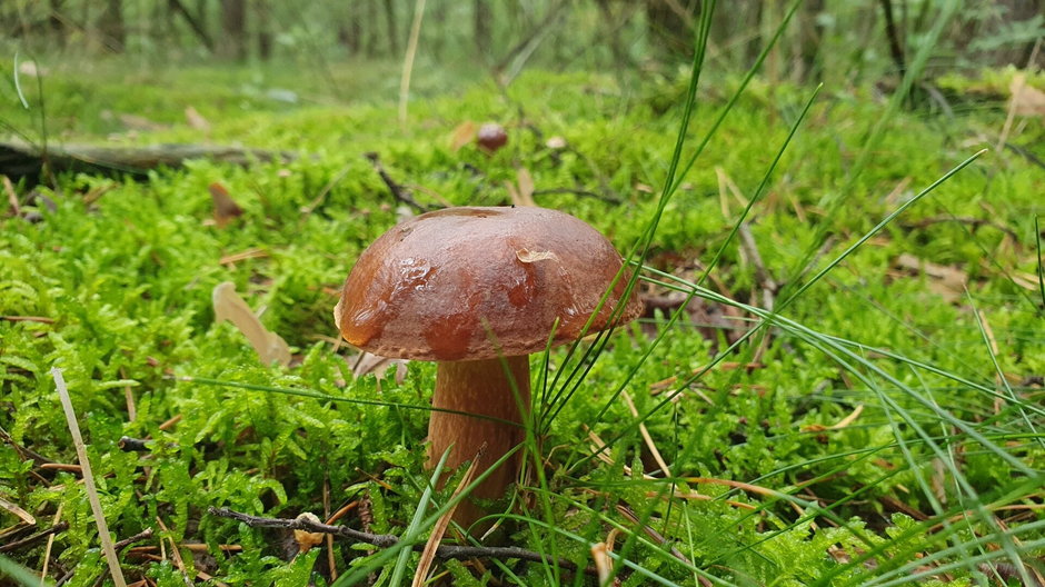 Wielkie Grzybobranie w Nadleśnictwie Kliniska