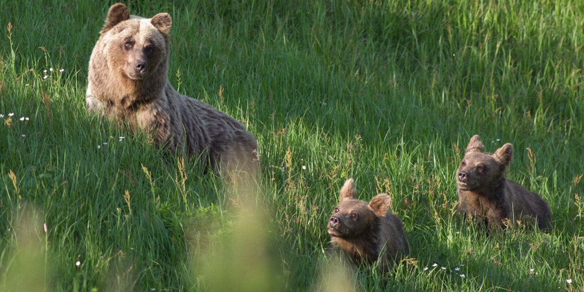 W Tatrach znów zabito niedźwiedzicę. Jedno z jej młodych wysłano do zoo. Powód szokuje